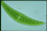 Closterium moniliferum