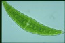 Closterium moniliferum