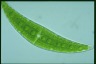 Closterium moniliferum