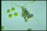 Chloococcus