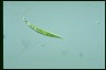 Euglena acus