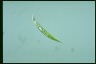 Euglena acus