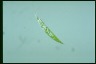 Euglena acus