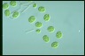 Asterococcus