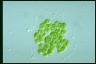 Asterococcus