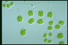 Asterococcus