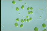 Asterococcus