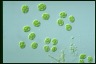 Asterococcus