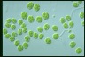 Asterococcus