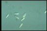 Chilomonas paramecium