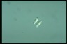 Chilomonas paramecium