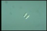 Chilomonas paramecium