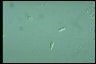 Chilomonas paramecium