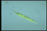 Euglena acus