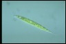 Euglena acus