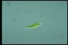 Euglena wangi