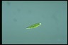 Euglena wangi