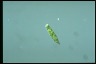 Euglena wangi