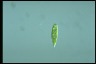 Euglena wangi