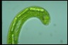 Euglena gigas