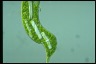 Euglena gigas