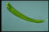 Euglena gigas