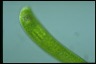 Euglena gigas