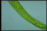 Euglena gigas