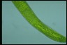 Euglena gigas