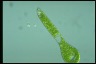 Euglena ehrenbergii