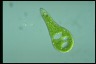 Euglena ehrenbergii