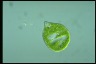 Euglena ehrenbergii