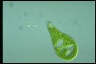 Euglena ehrenbergii