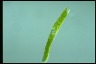 Euglena ehrenbergii