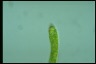 Euglena ehrenbergii