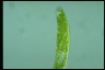 Euglena ehrenbergii