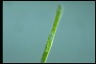 Euglena ehrenbergii