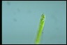 Euglena ehrenbergii