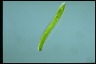 Euglena ehrenbergii