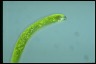 Euglena ehrenbergii