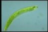 Euglena ehrenbergii