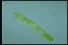 Euglena ehrenbergii