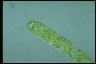 Euglena ehrenbergii