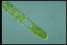 Euglena ehrenbergii