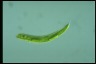 Euglena spirogyra