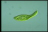 Euglena spirogyra