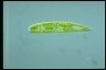 Euglena spirogyra