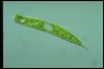 Euglena oxyuris