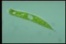 Euglena oxyuris