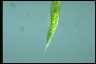 Euglena tripteris